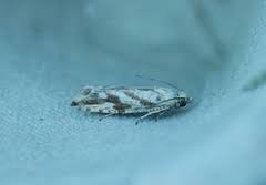 Attēlu rezultāti vaicājumam “Thiodia citrana”