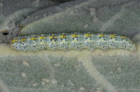 Attēlu rezultāti vaicājumam “Cucullia lucifuga larva”