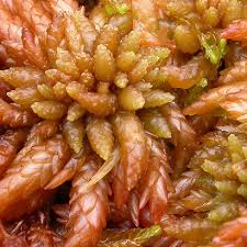 Attēlu rezultāti vaicājumam “Sphagnum magellanicum”