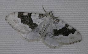 Attēlu rezultāti vaicājumam “Xanthorhoe montanata”