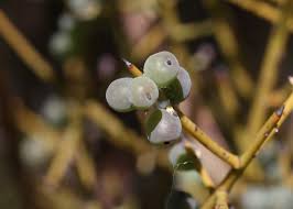 Attēlu rezultāti vaicājumam “Santalaceae”