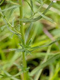 Image result for Achillea Ptarmica