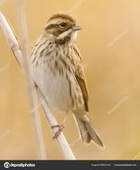 Attēlu rezultāti vaicājumam “Emberiza schoeniclus”