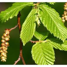 Attēlu rezultāti vaicājumam “Carpinus betulus fruit”
