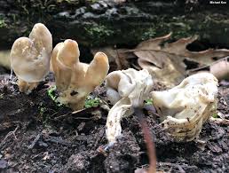 Attēlu rezultāti vaicājumam “Helvella”