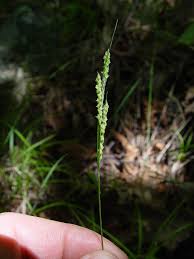 Attēlu rezultāti vaicājumam “Syntrichia virescens”