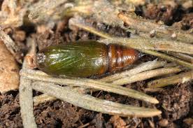 Attēlu rezultāti vaicājumam “Macaria signaria”