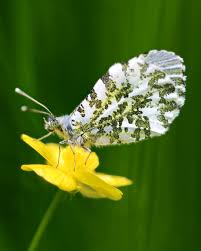 Attēlu rezultāti vaicājumam “Anthocharis cardamines male”