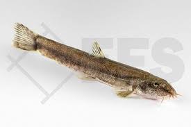 Attēlu rezultāti vaicājumam “Barbatula barbatula”