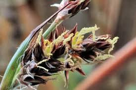 Attēlu rezultāti vaicājumam “Luzula multiflora fruit”