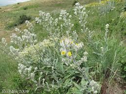 Attēlu rezultāti vaicājumam “Hieracium”