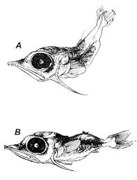 Image result for Kajikia albida