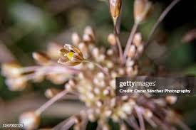 Attēlu rezultāti vaicājumam “Allium oleraceum flower”