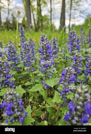 Attēlu rezultāti vaicājumam “Ajuga genevensis”