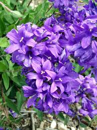 Attēlu rezultāti vaicājumam “Campanula glomerata flower”