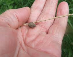 Attēlu rezultāti vaicājumam “Zygaena cocoon”