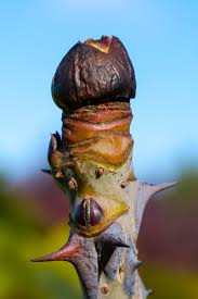 Attēlu rezultāti vaicājumam “Kalopanax septemlobus fruit”