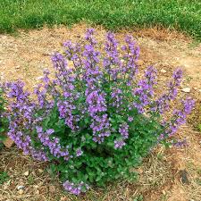 Attēlu rezultāti vaicājumam “Nepeta x faassenii”