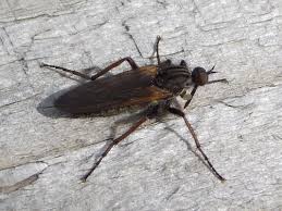 Attēlu rezultāti vaicājumam “Empididae”