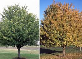 Attēlu rezultāti vaicājumam “Acer campestre fruit”