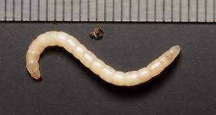 Attēlu rezultāti vaicājumam “Therevidae larva”