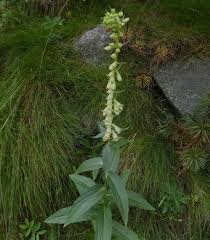 Image result for Digitalis lutea