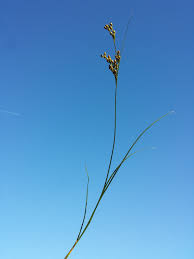 Attēlu rezultāti vaicājumam “Juncus compressus”