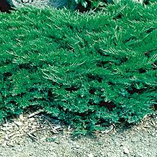 Attēlu rezultāti vaicājumam “Juniperus sabina”