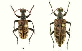 Attēlu rezultāti vaicājumam “Rhagium inquisitor”