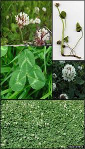 Attēlu rezultāti vaicājumam “Trifolium repens fruit”