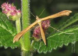 Attēlu rezultāti vaicājumam “Stenoptilia pterodactyla”