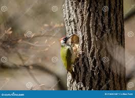 Attēlu rezultāti vaicājumam “Picus viridis nest”