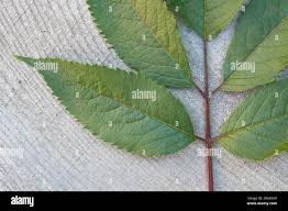 Attēlu rezultāti vaicājumam “Sambucus racemosa leaf”