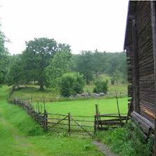 Attēlu rezultāti vaicājumam “Barbilophozia attenuata”