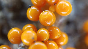 Attēlu rezultāti vaicājumam “Trichia varia young”