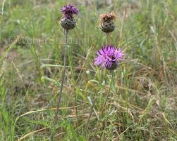 Attēlu rezultāti vaicājumam “Centaurea jacea fruit”