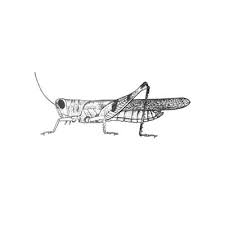 Attēlu rezultāti vaicājumam “Orthoptera”