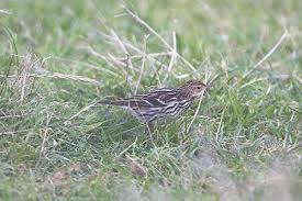 Image result for Anthus gustavi