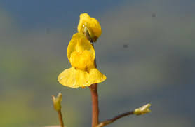 Attēlu rezultāti vaicājumam “Utricularia x neglecta flower”