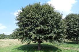 Attēlu rezultāti vaicājumam “Sorbus intermedia leaf”