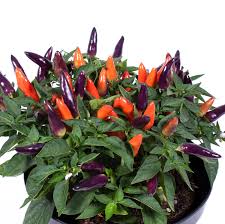 Afbeeldingsresultaat voor chili maya hot pepper hot pepper