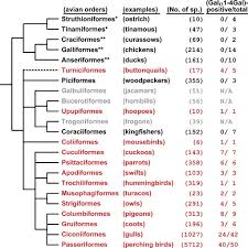 Attēlu rezultāti vaicājumam “Galliformes”