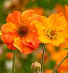 Attēlu rezultāti vaicājumam “Geum”