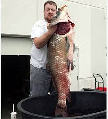 Image result for Ictiobus cyprinellus