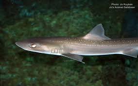 Image result for Mustelus asterias