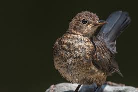 Attēlu rezultāti vaicājumam “Turdus merula juvenile”