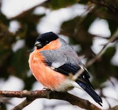 Attēlu rezultāti vaicājumam “Pyrrhula pyrrhula male”