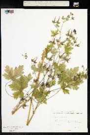 Attēlu rezultāti vaicājumam “Geranium bohemicum”