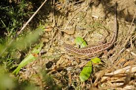 Attēlu rezultāti vaicājumam “Lacerta agilis male”
