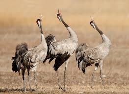 Attēlu rezultāti vaicājumam “Grus grus adult”